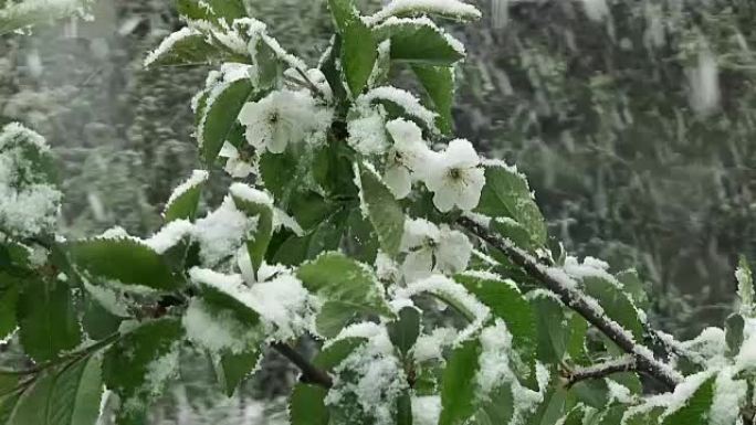 雪是春天。湿雪落在绿叶和花朵上