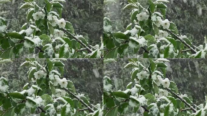雪是春天。湿雪落在绿叶和花朵上