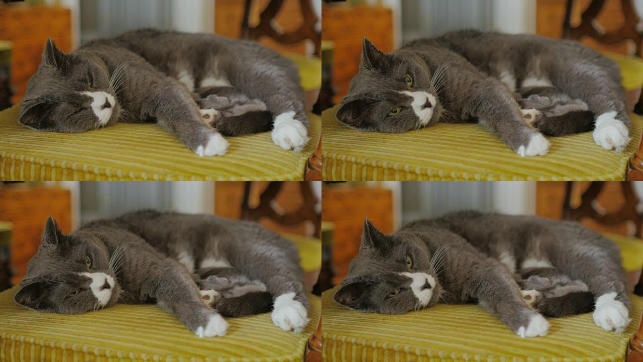 一只躺在椅子上的灰猫。非常严重