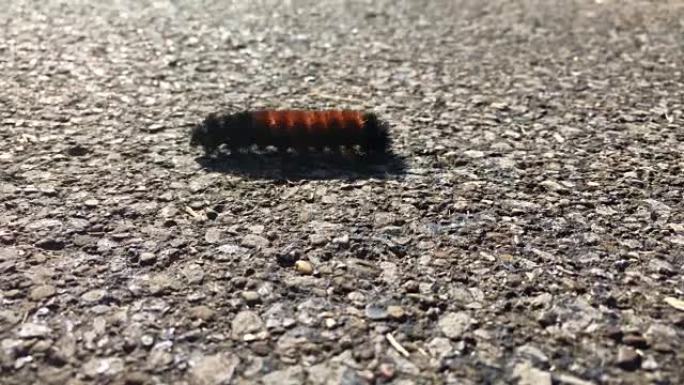 白天，一只毛毛虫在人行道上爬行