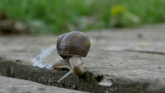 蜗牛在木板上爬行