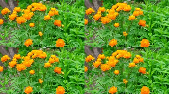 雨下的金莲花橙花雨下的金莲花橙花