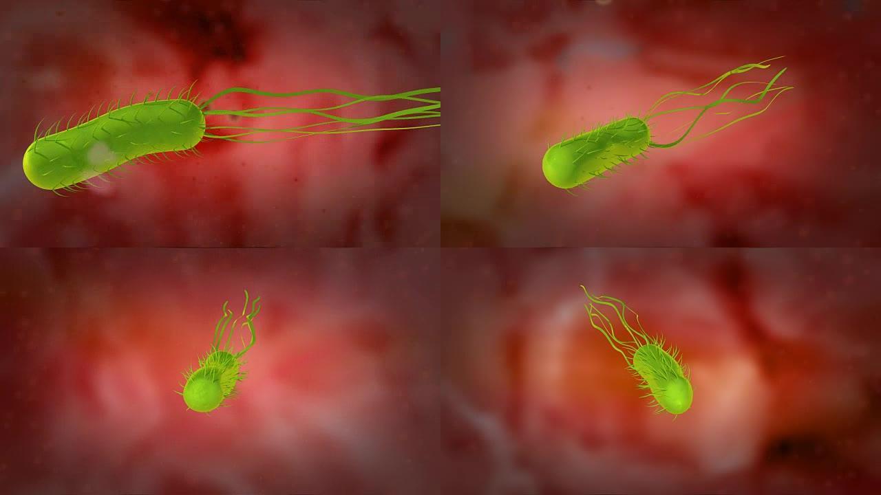 幽门螺杆菌或幽门螺杆菌的3D动画，4k超高清。