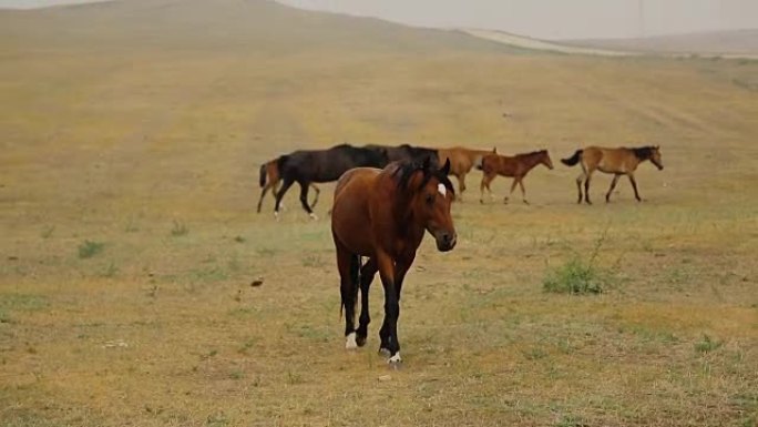 野马布朗在沙漠中慢慢走向摄像机，在羊群和它们的首领的背景上。只有马，没有人控制，没有围栏和畜栏