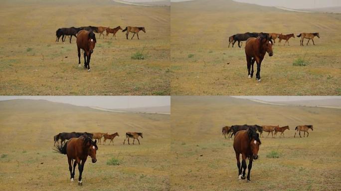 野马布朗在沙漠中慢慢走向摄像机，在羊群和它们的首领的背景上。只有马，没有人控制，没有围栏和畜栏