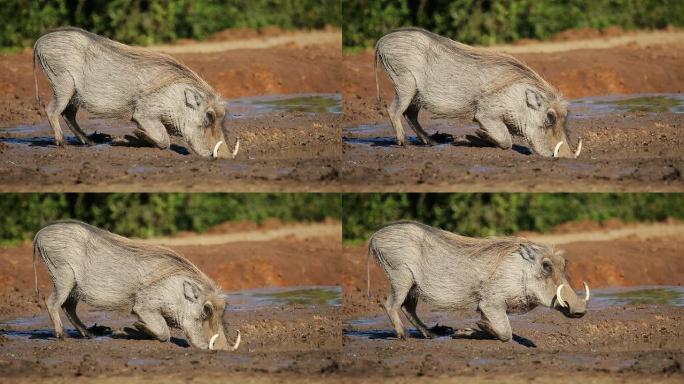 疣猪饮用水