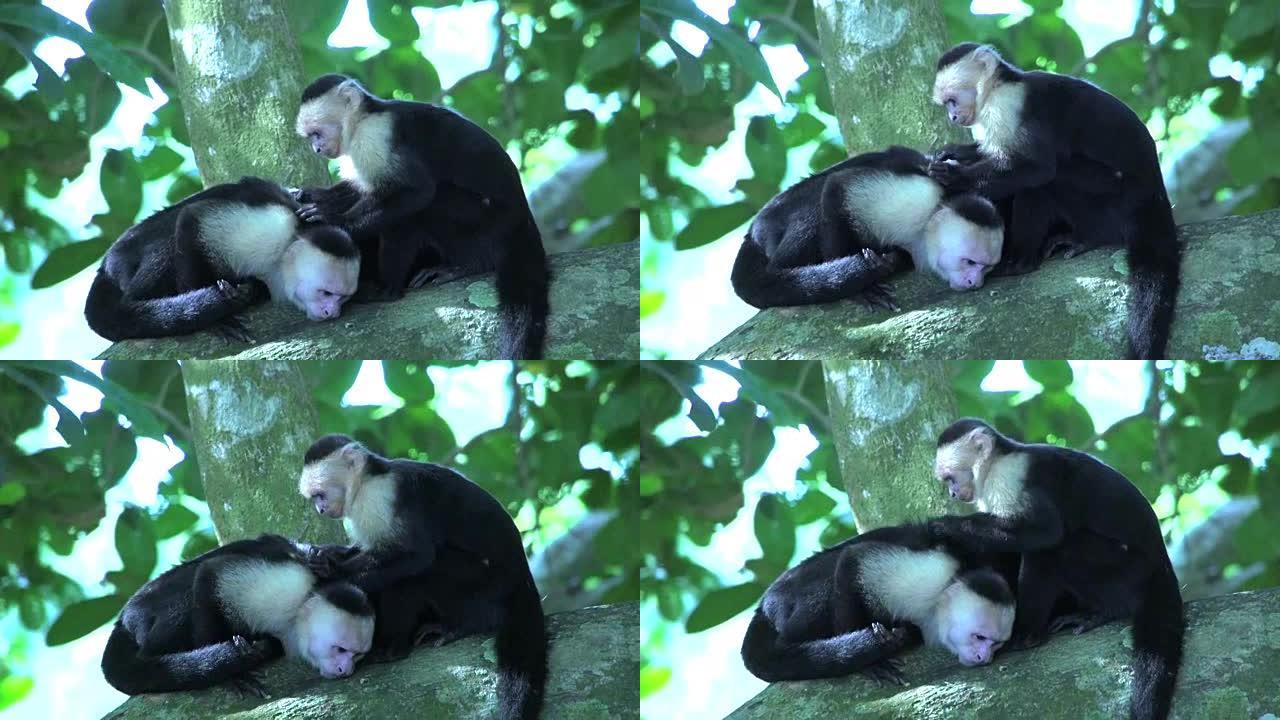 卷尾猴吃跳蚤