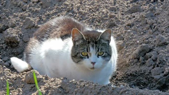土壤上的大肥猫