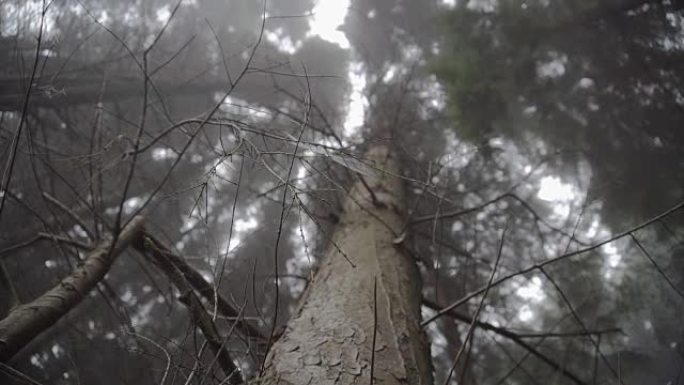 在黑暗的迷雾森林中仰望-令人毛骨悚然的风格