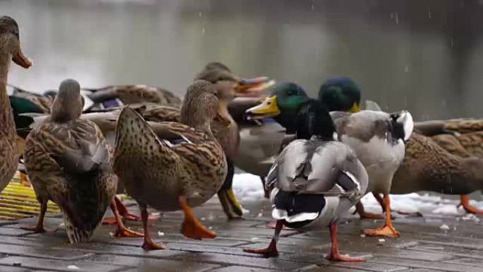 鸭子在湖上吃面包