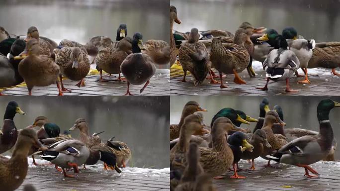 鸭子在湖上吃面包
