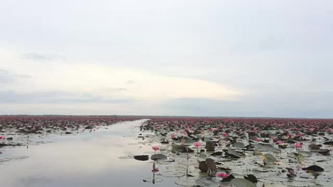 游客乘船游览红睡莲湖