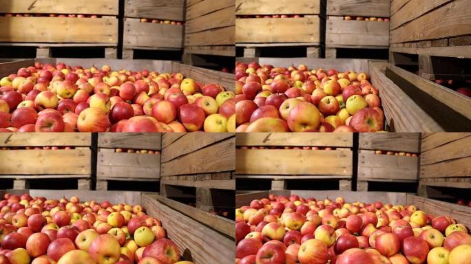很多红苹果