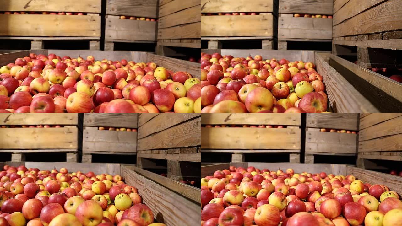 很多红苹果