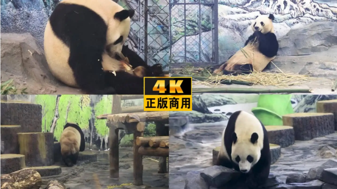 熊猫4K凤凰中华熊猫乐园