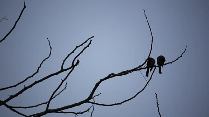 日落时间树上的鸟