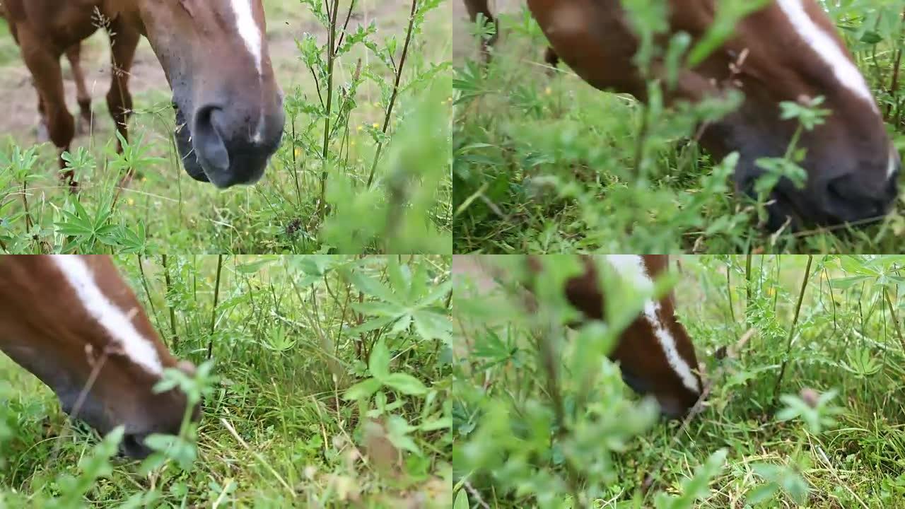 马在吃草