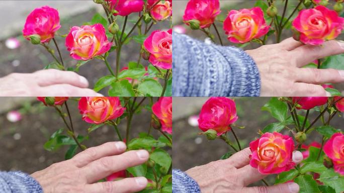拿着花园玫瑰的高级女人的手。