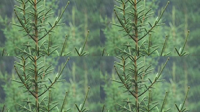 山松林大雨