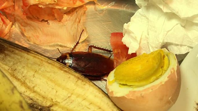 美洲蟑螂 (Periplaneta americana)，巨大的蟑螂，藏在厨房食物残渣之间。超高清4