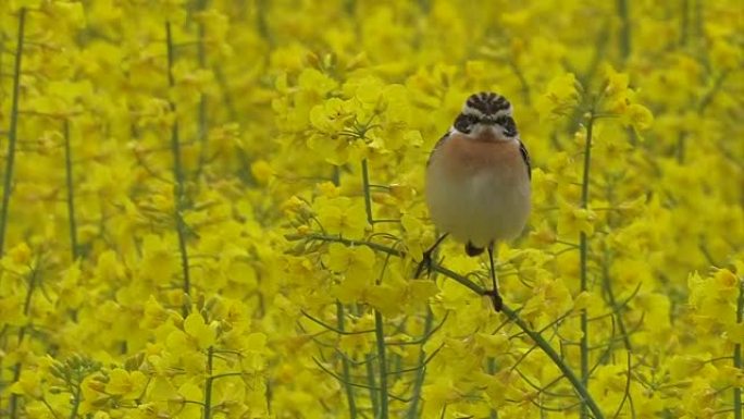 布朗罗宾-萨克斯科拉·鲁贝特拉-Whinchat