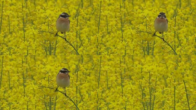 布朗罗宾-萨克斯科拉·鲁贝特拉-Whinchat