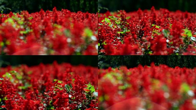 丹参辉煌。一片红花。有红花的花坛