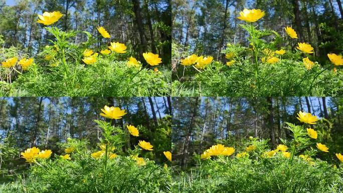 阿多尼斯的黄色花 (Adonis vernalis