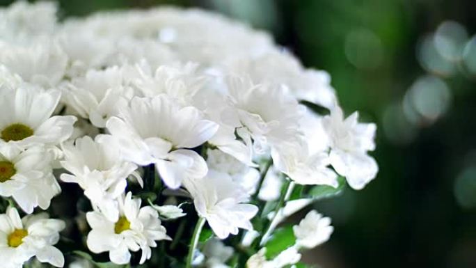 特写镜头，花束在光线下，旋转，花卉组成由白菊花洋甘菊百加得组成。背景是很多绿色植物
