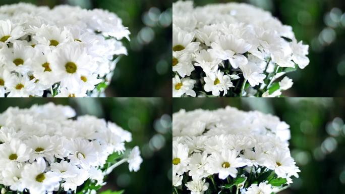 特写镜头，花束在光线下，旋转，花卉组成由白菊花洋甘菊百加得组成。背景是很多绿色植物