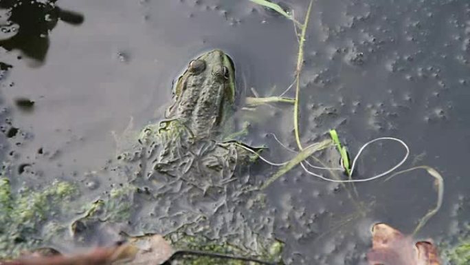 百合花附近河里的青蛙