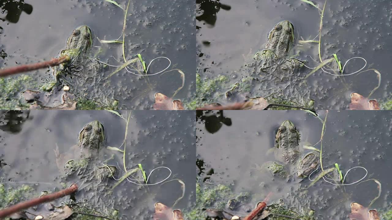 百合花附近河里的青蛙