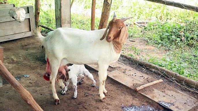 山羊母亲在当地农场用牛奶喂养新生儿