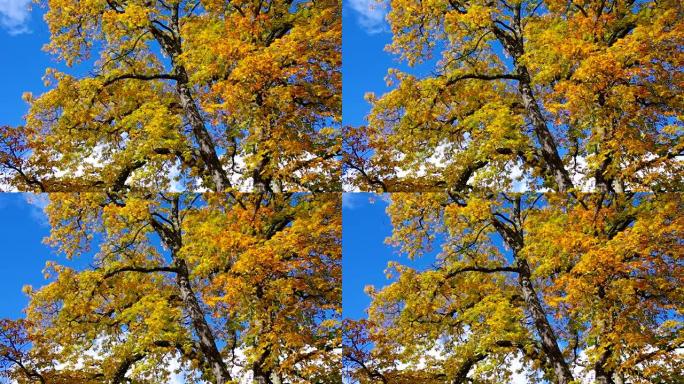 秋天的七叶树