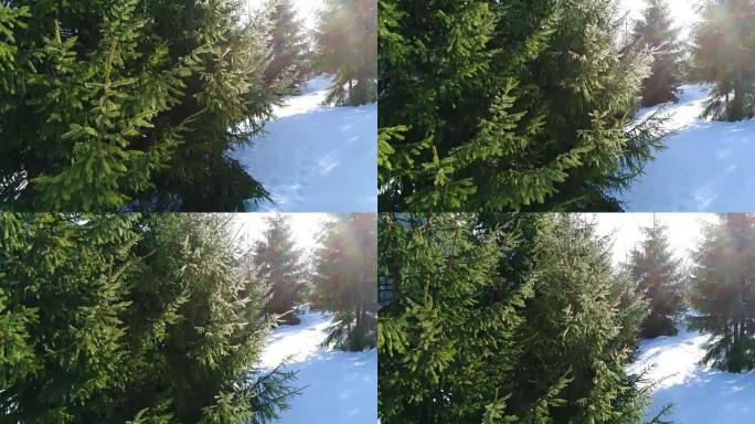 冬天的雪树。鸟瞰图飞过。自然