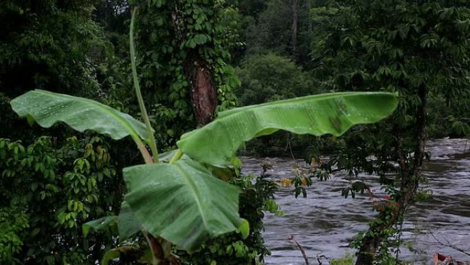 通过香蕉叶可以看到河流。热带非洲、赤道几内亚