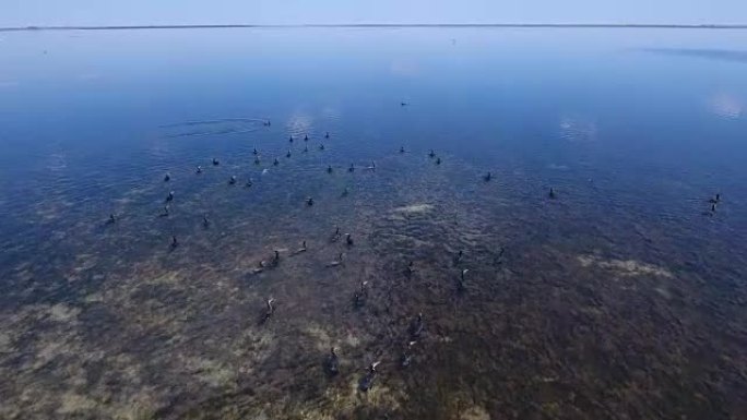 数百只鸬鹚飞越Dzharylhach湿地的航拍