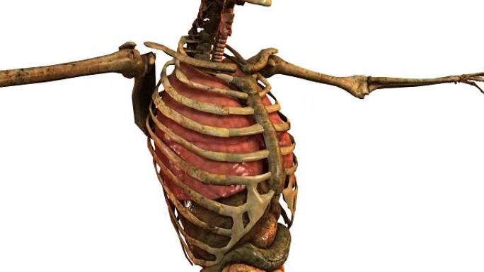 具有详细解剖器官的人体骨骼