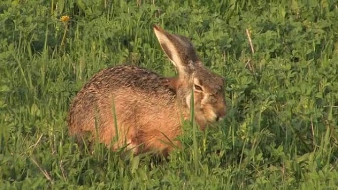 野兔-欧洲野兔-Lepus europaeus