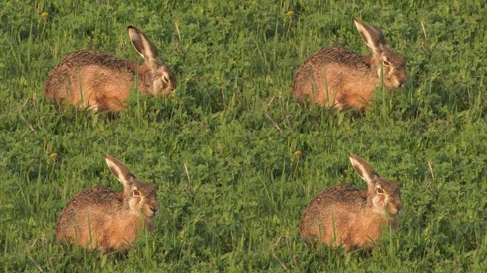 野兔-欧洲野兔-Lepus europaeus