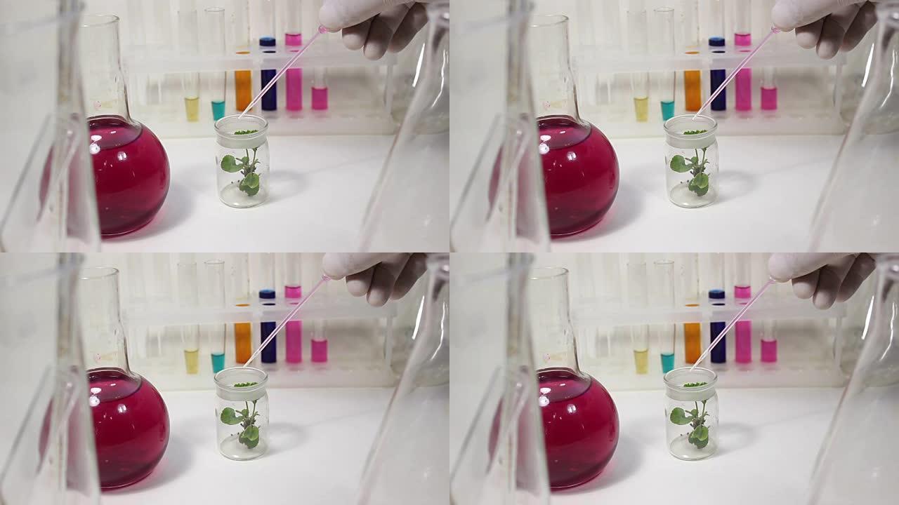 在实验室里与植物一起工作。实验室为番茄幼苗施肥的营养液。