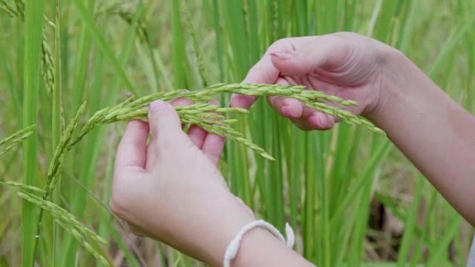 CU: 女人用手温柔地抚摸茉莉花饭