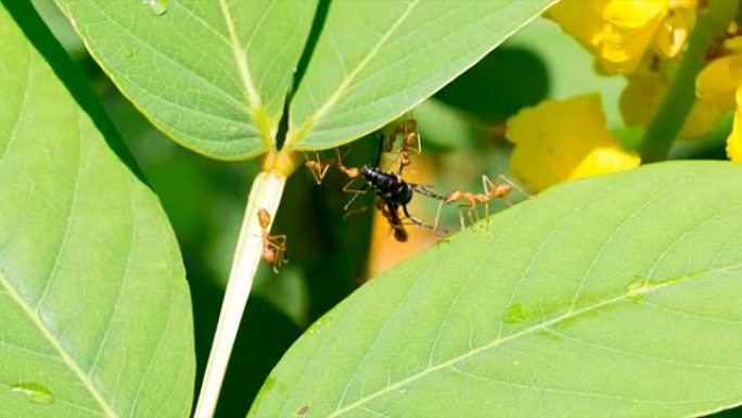 一群蚂蚁正在移动死虫的身体，团队合作的概念