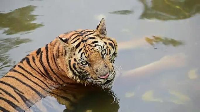 老虎在水中玩耍