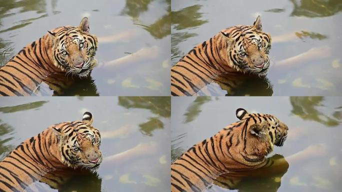老虎在水中玩耍