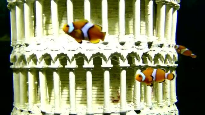 小丑鱼或海葵鱼在水箱水族馆游泳