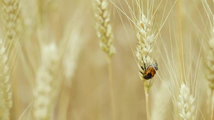 小麦甲虫的宏观视频。害虫和小麦食者