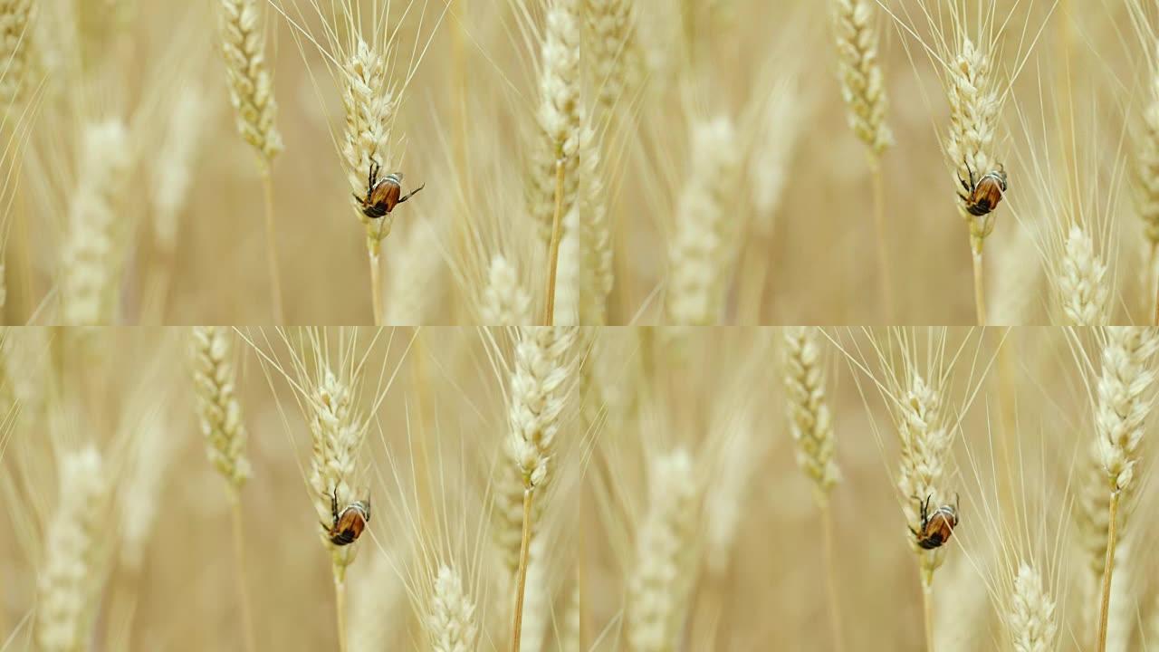 小麦甲虫的宏观视频。害虫和小麦食者