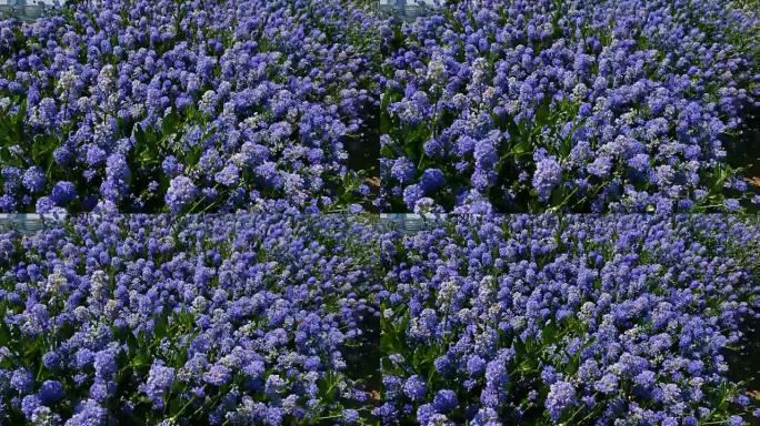 美丽的蓝色花朵从风中摇摇