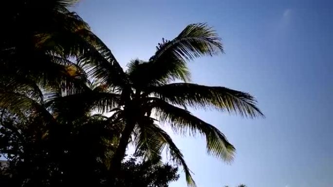 天空背景上棕榈树的剪影